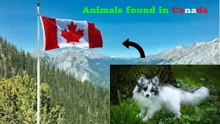 10 Animals found in Canada | Turbo Brain