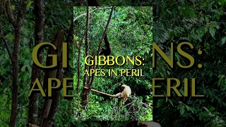 Gibbons: The Forgotten Apes in Peril