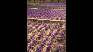 Saffron flowers in bloom!