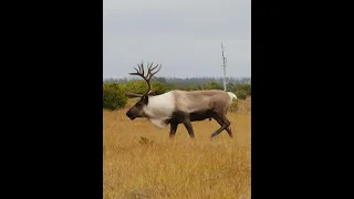 Снаряжение пулевого патрона, пулей Контарева.