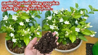 குண்டு மல்லி செடி நிறைய பூக்கள் பூக்க இப்படி வைங்க || Kundu malli chedi valarpu |Jasmine plant tips