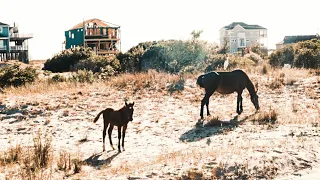 Wild Horse Tour Adventure at the Outer Banks | OBX VLOG