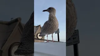 Inquisitive first-year Herring Gull