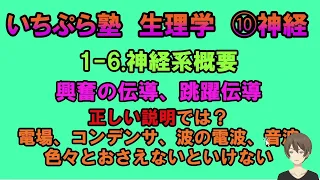 【いちぷら塾】生理学　10 神経　1-6 神経系概要　興奮の伝導、跳躍伝導　正しい説明では?  理解するために電場、コンデンサ、波の伝播、音波などいろいろ理解する必要があります。