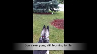 Husky wants to add a new toy to his collection