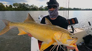 BRISBANE RIVER FISHING