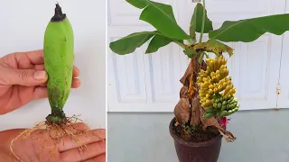 How to grow banana tree from banana fruit for beginners