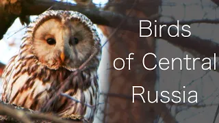The Wildlife of Central Russia – A Cinematic Showreel