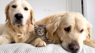 Tiny Kitten and Cute Golden Retrievers