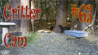 Critter Cam #63 - Ruffling some feathers