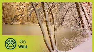 Winter Wilderness, Animal Survival Experts | Fascinating Places | Go Wild