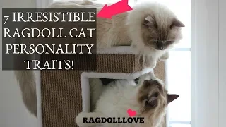 7 Irresistible Ragdoll Cat Personality Traits (That'll Make You Want One!)