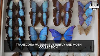 Virtual Small Talk Tuesday: Transcona Museum Butterfly and Moth Collection