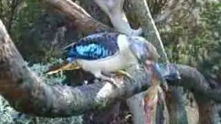 Kookaburra eating a bird