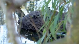 Bobr evropský (Castor fiber),Europäischer Biber,Eurasian beaver