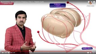 Gross anatomy of Thalamus ( Part 2 ) - Thalamic nuclei | Animated Neuroanatomy