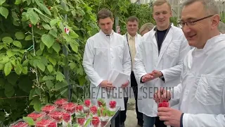 «Не отличишь от лесной!»: в Обнинске открылось предприятие по производству малины