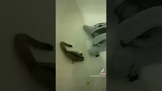 Introducing my two sugar glider pairs to each other