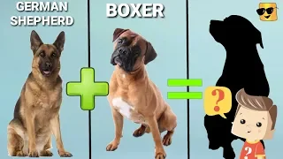 10 Incredible Mixed Cross Hybrid of Boxer | Finest Dog cross breeds