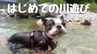 はじめての川遊びで夏休みを満喫する愛犬ブービー【ボストンテリア】