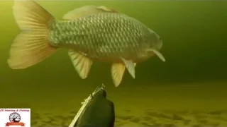 SPEARFISHING! Подводная охота 8 марта