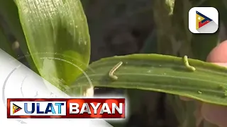 Ibinenta ng palugi ng ilang magsasaka sa Bongabon Nueva ang kanilang inaning sibuyas, wala raw...