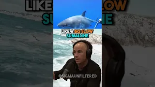 ATTACKED By A Great White Shark 🫣🦈 | JRE featuring Shane Dorian