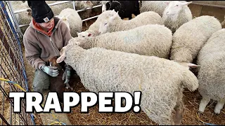 Close Encounters of the SHEEP Kind. (WARNING: MAY CAUSE SMILES.🥰) Vlog 422