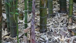 How to Remove Bamboo Roots From Your Garden - With and Without using poison.