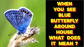WHEN YOU SEE A BLUE BUTTERFLY AROUND YOUR HOUSE WHAT DOES IT MEAN ?