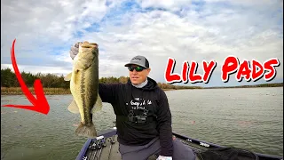 Swimbaits + Lilly Pads = BIG Bites‼️ Winter Fishing in Texas! 🔥🔥