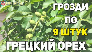 Грецкий орех. 2 год плодоношения. Урожаю быть! 24.06.2020.