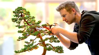 Learning the Ancient Art of Bonsai - in 1 Day