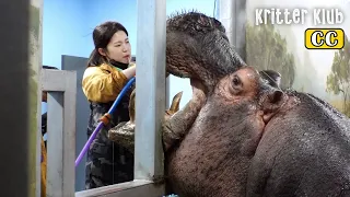 Hippopotamus Asks Keeper To Brush His Teeth🤣  l Kritter Klub