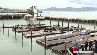 Pier 39 along the Historic San Francisco Waterfront