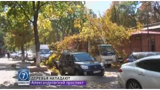 В Одессе из-за сильного ветра деревья падают на автомобили