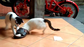 Kucing bona boni yg lucu