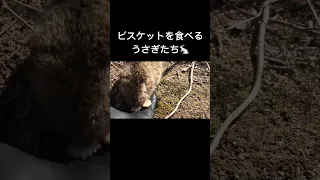 野うさぎたちの初めてのビスケット