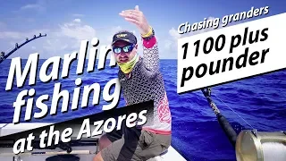 Big game fishing - Blue Marlin GRANDER jumping - Hochseeangeln Atlantik