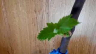 Развитие вегетирующих саженцев винограда. 3 часть удаление второй почки