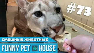 СМЕШНЫЕ ЖИВОТНЫЕ И ПИТОМЦЫ #73 ИЮЛЬ 2019 [Funny Pet House] Смешные животные