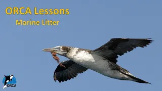 ORCA Lesson 12: Marine Litter Part 2