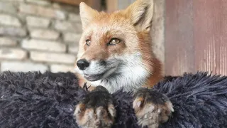 Did you know that foxes can be useful?