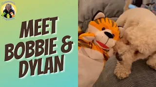 Bob meets the puppies | Gramma’s Puppets