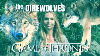 The REAL LIFE DIREWOLVES of GAME OF THRONES?