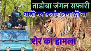 ताडोबा जंगल सफ़ारी़| Tadoba Andhari Tiger Reserve | Moharli Gate - Tadoba National park​⁠​🐅🦌🐎🐪