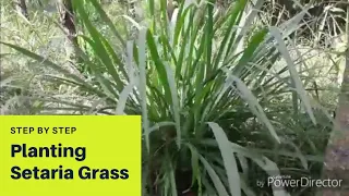 Planting Setaria Grass ..Step by step