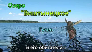 Виштынецкое озеро, его достопримечательности и обитатели. Гусев.