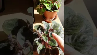 African Violet flower requirements and Deinostigma Tamiana in bloom