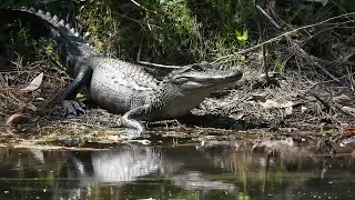 An Irwin yawn, then time for a swim